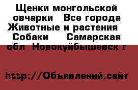 Щенки монгольской овчарки - Все города Животные и растения » Собаки   . Самарская обл.,Новокуйбышевск г.